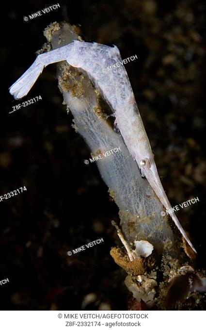 White ocellated tozeuma shrimp, tozeuma lanceolatum, Lembeh Strait, Manado, North Sulawesi, Indonesia, Pacific Ocean