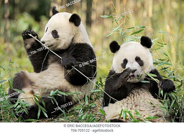 Two subadult giant pandas feeding on bamboo (Ailuropoda melanoleuca) Wolong Nature Reserve, China