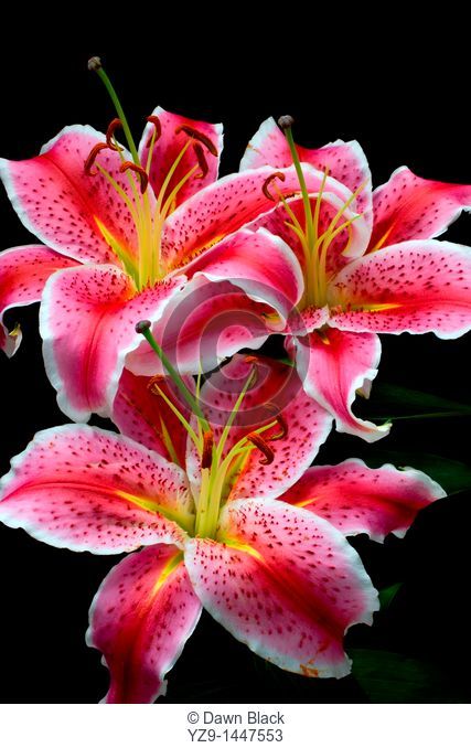 Three Pink Oriental Lily Lilium auratum