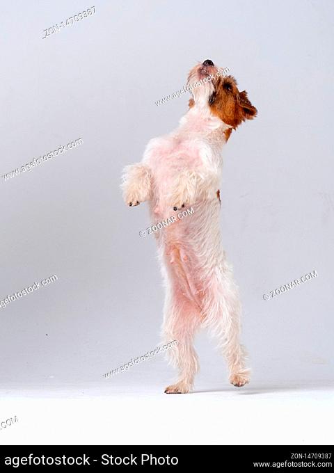Jack Russell Terrier Puppy standing on its hind legs. Studio Shot