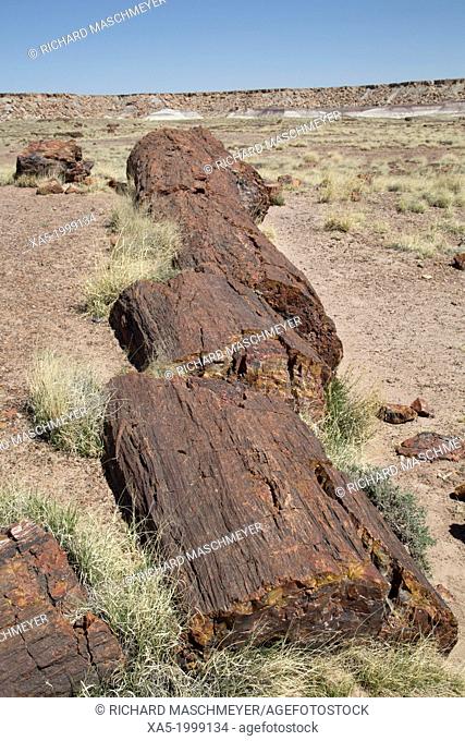 USA, Arizona, Petrified Forest National Park, Giant Logs Trail, petrified logs from the late Triassic period, 225 million years ago
