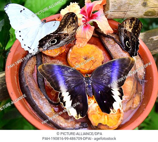 14 August 2019, Saxony-Anhalt, Wittenberg Lutherstadt: Blue and white butterflies (Morpho peleides) and banana butterflies (Caligio) suck in the Alaris...