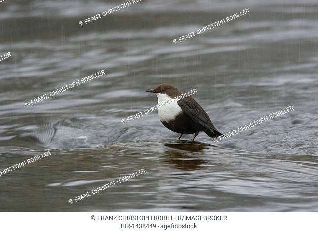 White-throated Dipper (Cinclus colchicus), Oulanka National Park, Finland, Europe