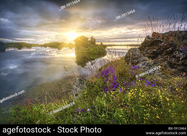 Lava formations of volcanic rock from Kalfaströnd with yellow and purple flowers, sun star in the dramatic sky reflected in Lake Mývatn, Skútustaðir