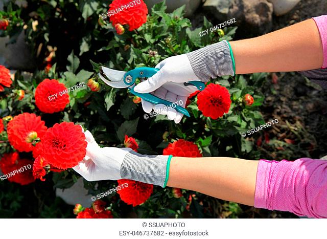 hands of gardener cutting red peonies