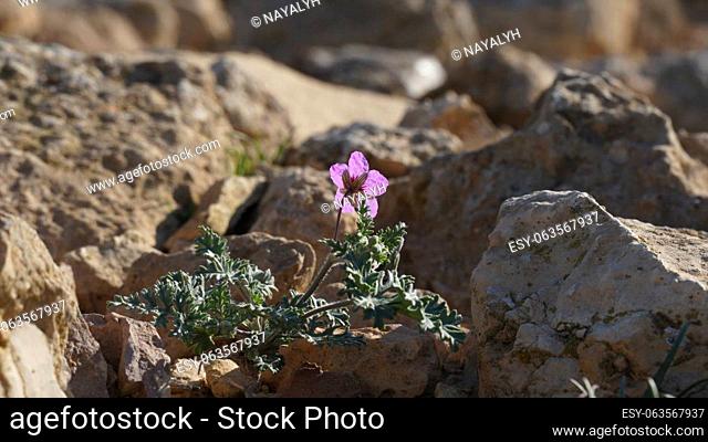 Blossom of Erodium crassifolium flower, Negev desert, Israel
