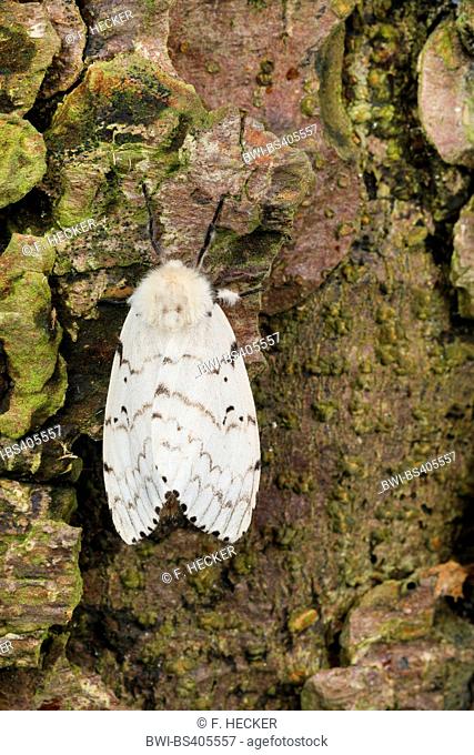 Gipsy moth (Lymantria dispar), female on bark, Germany