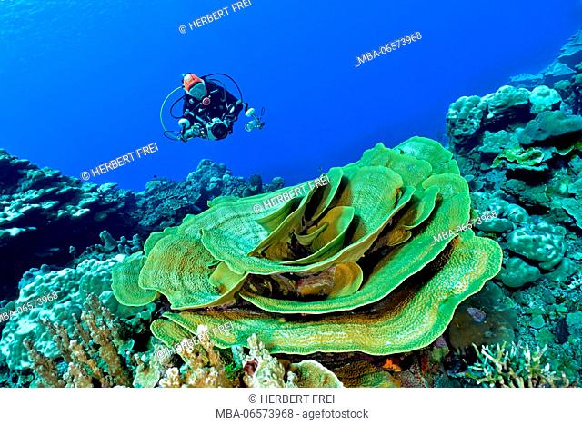 Climate change, coral bleaching, intact coral in the midst of dead corals, Pacific Ocean