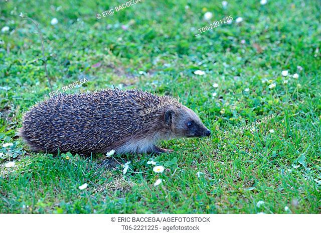Hedgehog (Erinaceus europaeus) in a garden, Alsace, France, May