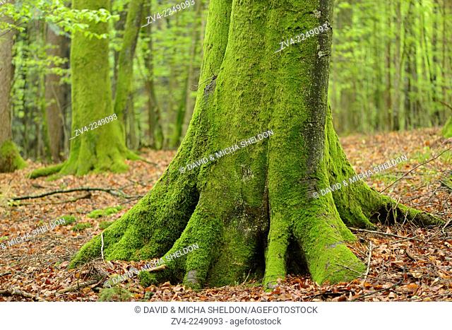 Close-up of a European beech or common beech (Fagus sylvatica) tree-trunk in a forest in spring