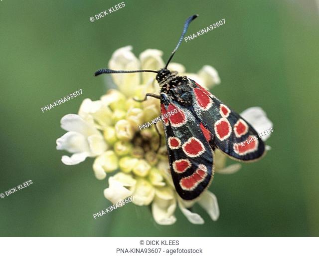 Burnet Moth Zygaena carniolica - Narodny Park Mala Fatra, Slovakia, Europe