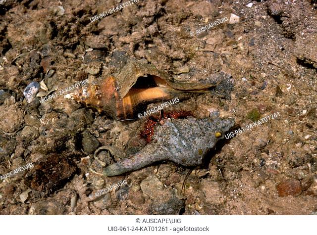 Hermit crab, Dardanus sp, , investigating possible new home shell, Barrow Island, Western Australia