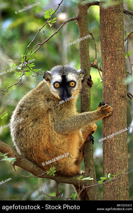 Red-fronted lemur, female, Berenty Private Reserve (Lemur fulvus rufus), Madagascar, Africa
