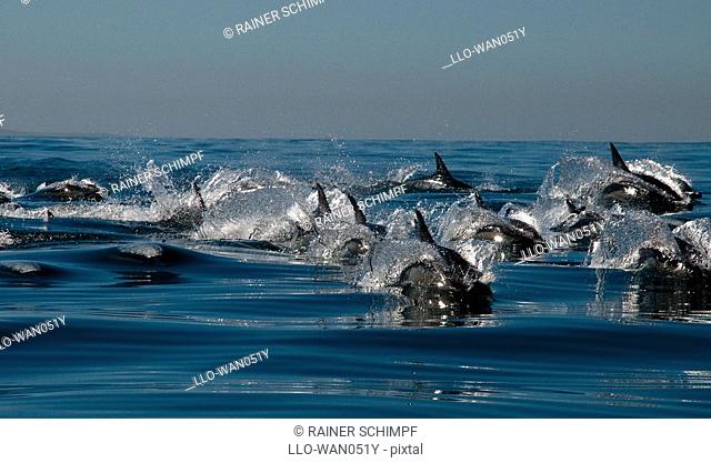 Long-beaked Common Dolphin Delphinus capensis pod in sea, Eastern Cape Province, South Africa