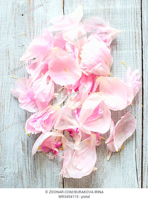 Beautiful petals of Pink peonies on wood background