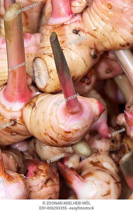 Greater Galangal rood