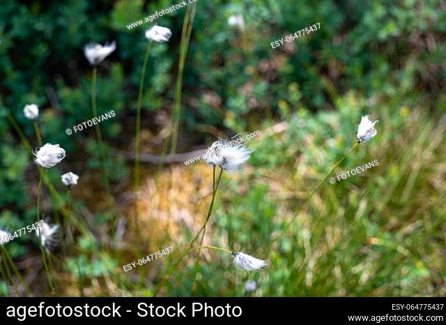 Cotton grasses ( Eriophorum ) in the Black Moor in the Rhoen, Germany