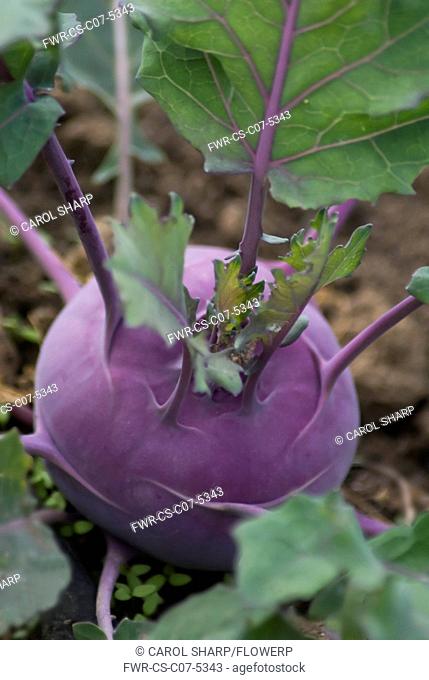 Kohlrabi, Brassica oleracea gongylodes 'Purple Vienna'