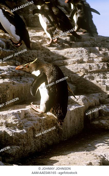 Rockhopper Penguins hopping (Eudyptes crestatus) Bleaker Island - Falkland Island