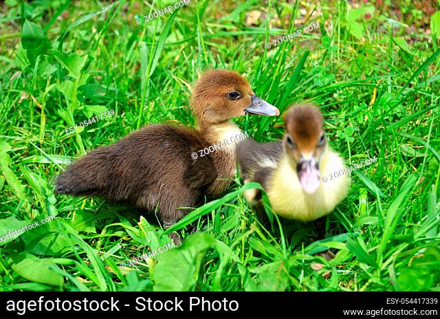 The little musk duck on green grass