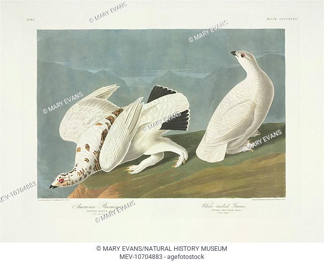 Plate 418 from John James Audubon's Birds of America, original double elephant folio (1835-38), hand-coloured aquatint. Engraved, printed and coloured by R