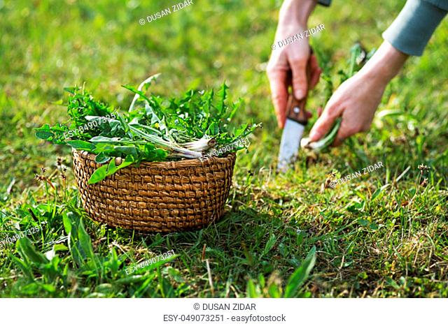 Dandelion. Picking fresh dandelion leaves with knife. Dandelion in hands of a farmer
