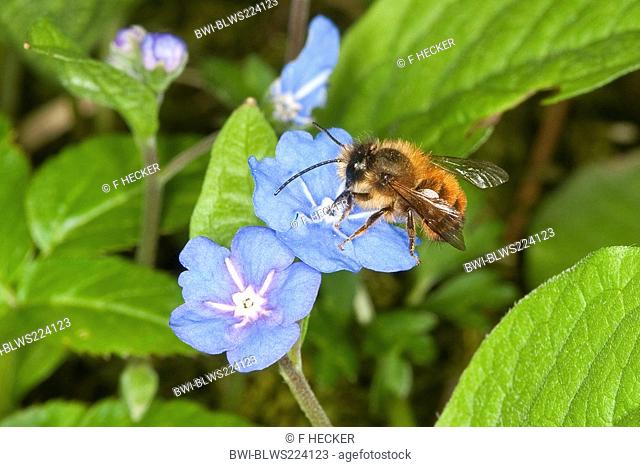 red mason bee Osmia rufa, Osmia bicornis, male searching for nectar at a flower of blue-eyed-mary, Omphalodes verna, Germany