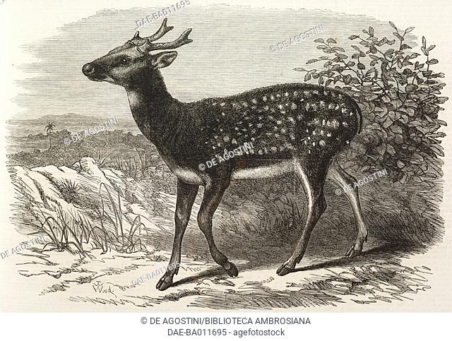 Prince Alfred's stag, from Singapore, in the Zoological Society's Garden, London, illustration from the magazine The Illustrated London News, volume LVI