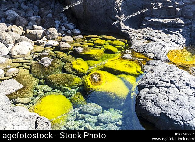 Natural pools Charcones with green algae in Lanzarote, Canary Islands, Spain, Europe
