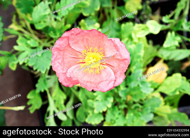 A pink popy flower head above blurred leaves