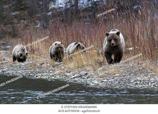Grizzly Bear Sow and 1st year cubs Ursus arctos on Fishing Branch River, Ni'iinlii Njik Ecological Reserve, Yukon Territory, Canada