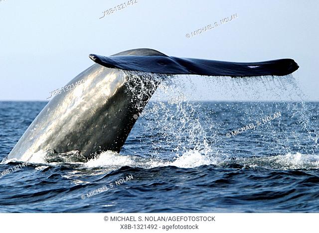 Blue Whale Balaenoptera musculus fluke-up dive in the offshore waters of Santa Monica Bay, California, USA