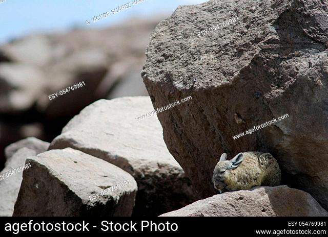 Southern viscacha Lagidium viscacia resting between rocks. Las Cuevas. Lauca National Park. Arica y Parinacota Region. Chile