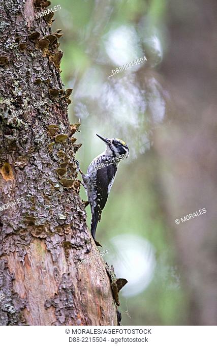 Europe, Finland, Kuhmo area, Kajaani, Three-toed Woodpecker (Picoides tridactylus), adult male on a old pine tree