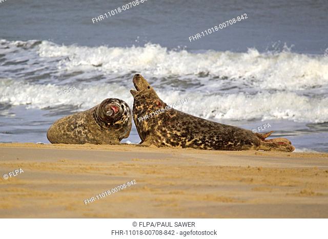 Grey Seal Halichoerus grypus two adult males, fighting on sandy beach, Horsey, Norfolk, England, november