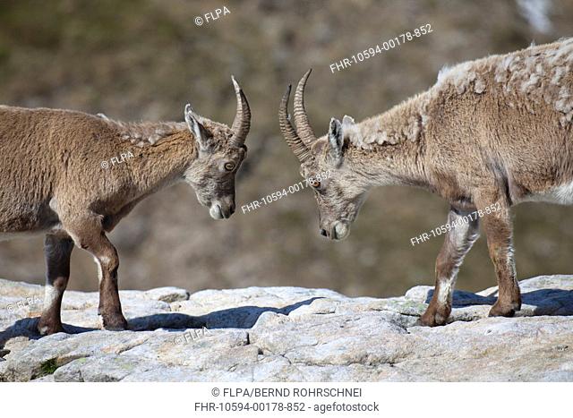 Alpine Ibex Capra ibex two immatures, moulting coats, fighting on rocks, Niederhorn, Swiss Alps, Bernese Oberland, Switzerland, may