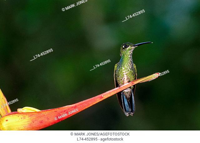 Green-crowned Brilliant (Heliodoxa jacula) female on Heliconia flower in Andean cloud forest. Maquipucuna Nature Reserve, Ecuador