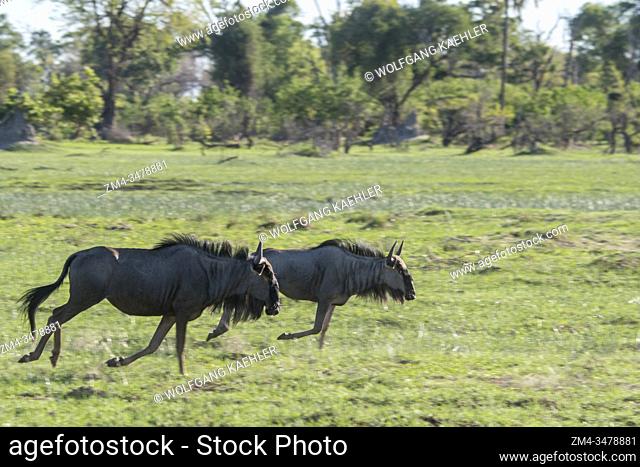 Wildebeests running over the floodplain in the Gomoti Plains area, a community run concession, on the edge of the Gomoti river system southeast of the Okavango...