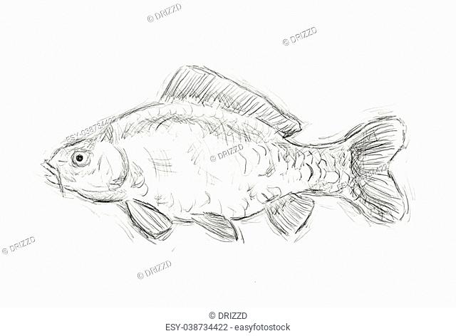 hand painted illustration of a carp