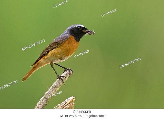 common redstart Phoenicurus phoenicurus, male with prey in bill, Germany