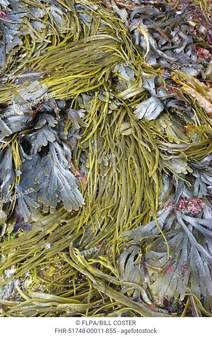Sea-thong Himanthalia elongata and Toothed Wrack Fucus serratus fronds, exposed on rocky shore at low tide, Brough Head, Mainland, Orkney, Scotland, june