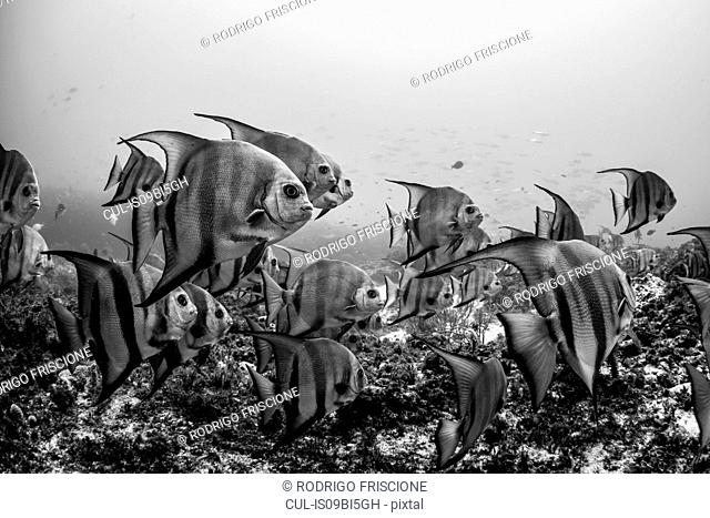 Schooling Atlantic spadefish, Puerto Morelos, Quintana Roo, Mexico