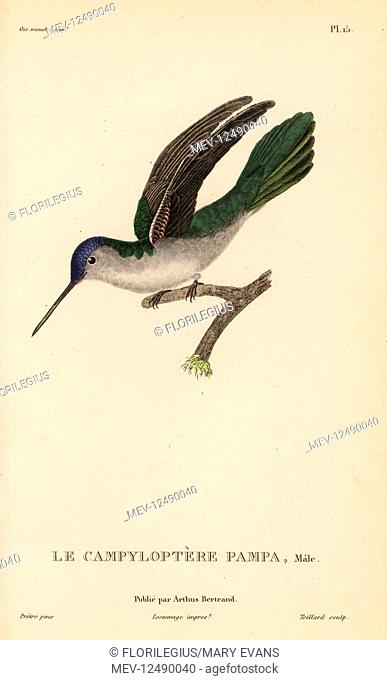 Wedge-tailed sabrewing, Campylopterus pampa (Ornismya pampa). Male. Handcolored steel engraving by Coutant after an illustration by Jean-Gabriel Pretre from...