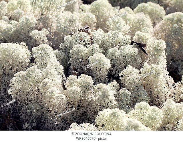 Reindeer lichen, close-up