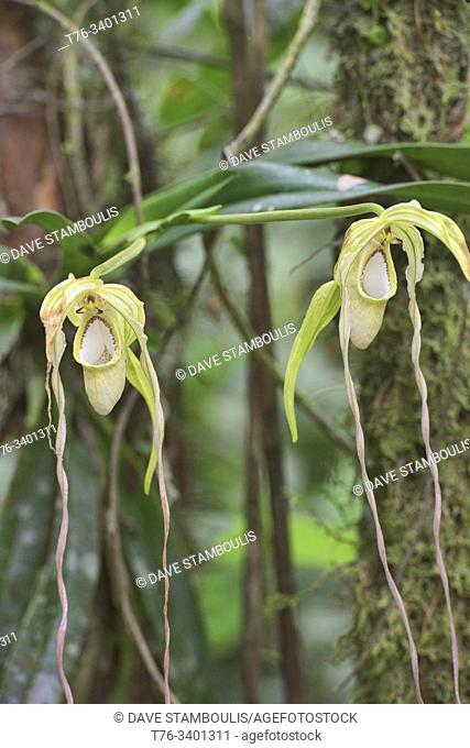 Rare Phragmipedium warszewiczianum orchids, Copalinga, Podocarpus National Park, Zamora, Ecuador