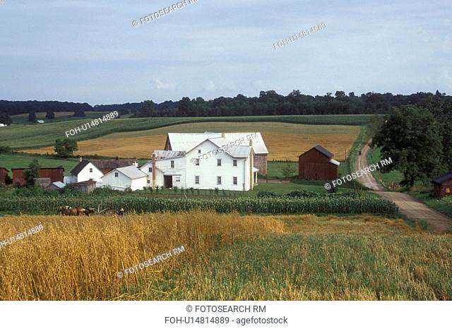 Ohio, amish, farm, Holmes couty, Amish farmers are harvesting a field of wheat with horses in Holmes County. The white Amish house with a red barn sits along...