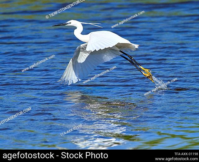 flying Little Egret
