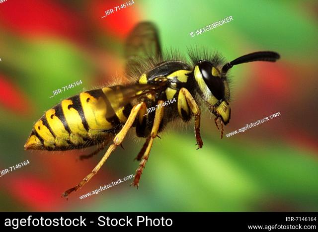 Common wasp (Vespula vulgaris) in flight, flowers, Lower Saxony, Germany, Europe