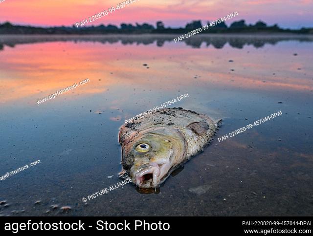 dpatop - 18 August 2022, Lebus: A dead fish lies in the shallow waters of the Oder River on the border between Germany and Poland.