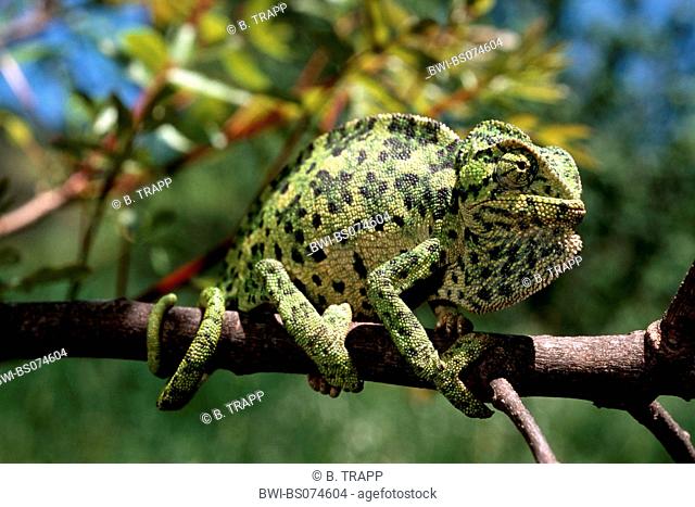 Mediterranean chameleon, common chameleon (Chamaeleo chamaeleon), on branch, Greece, Samos